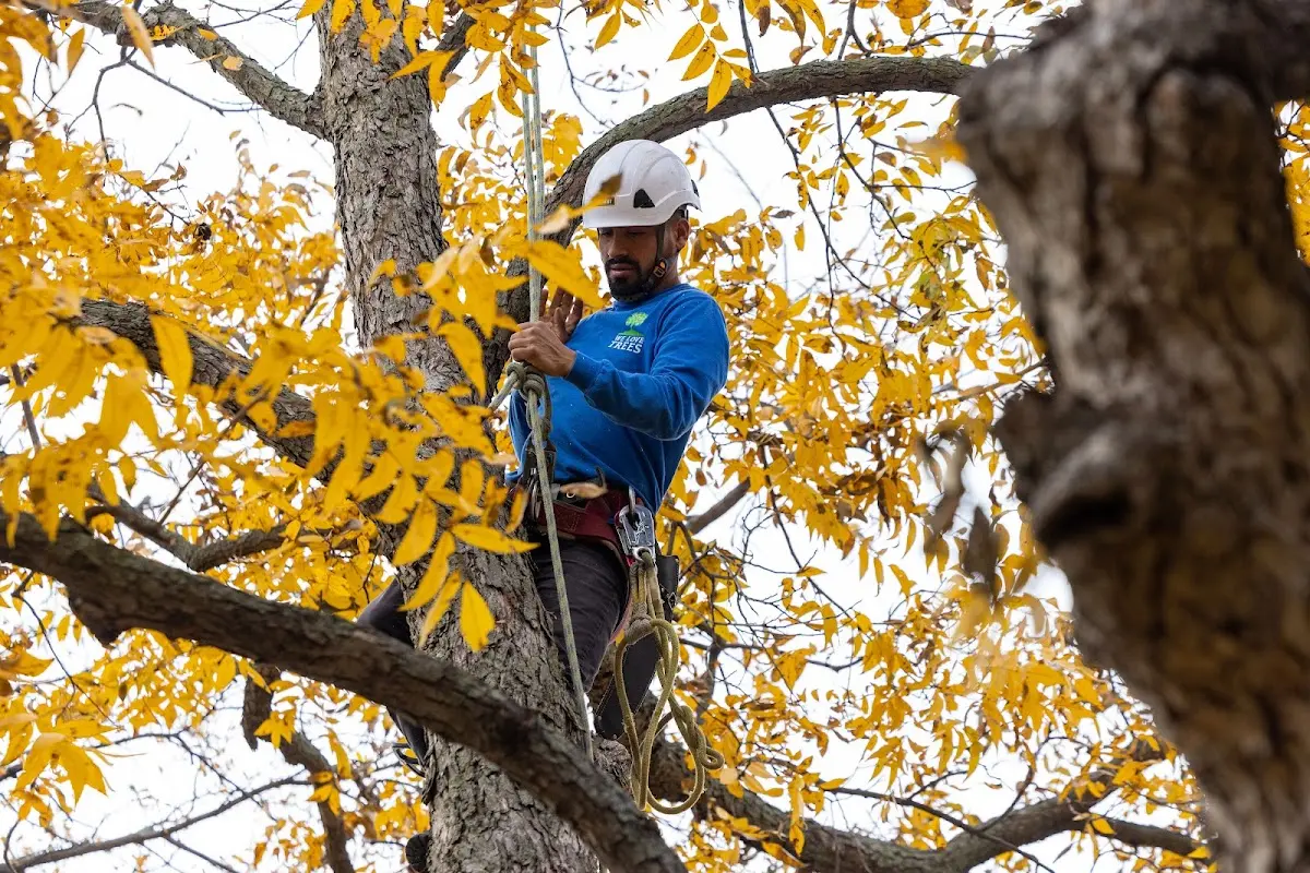 Skilled Tree Pruning crew working in Woodston