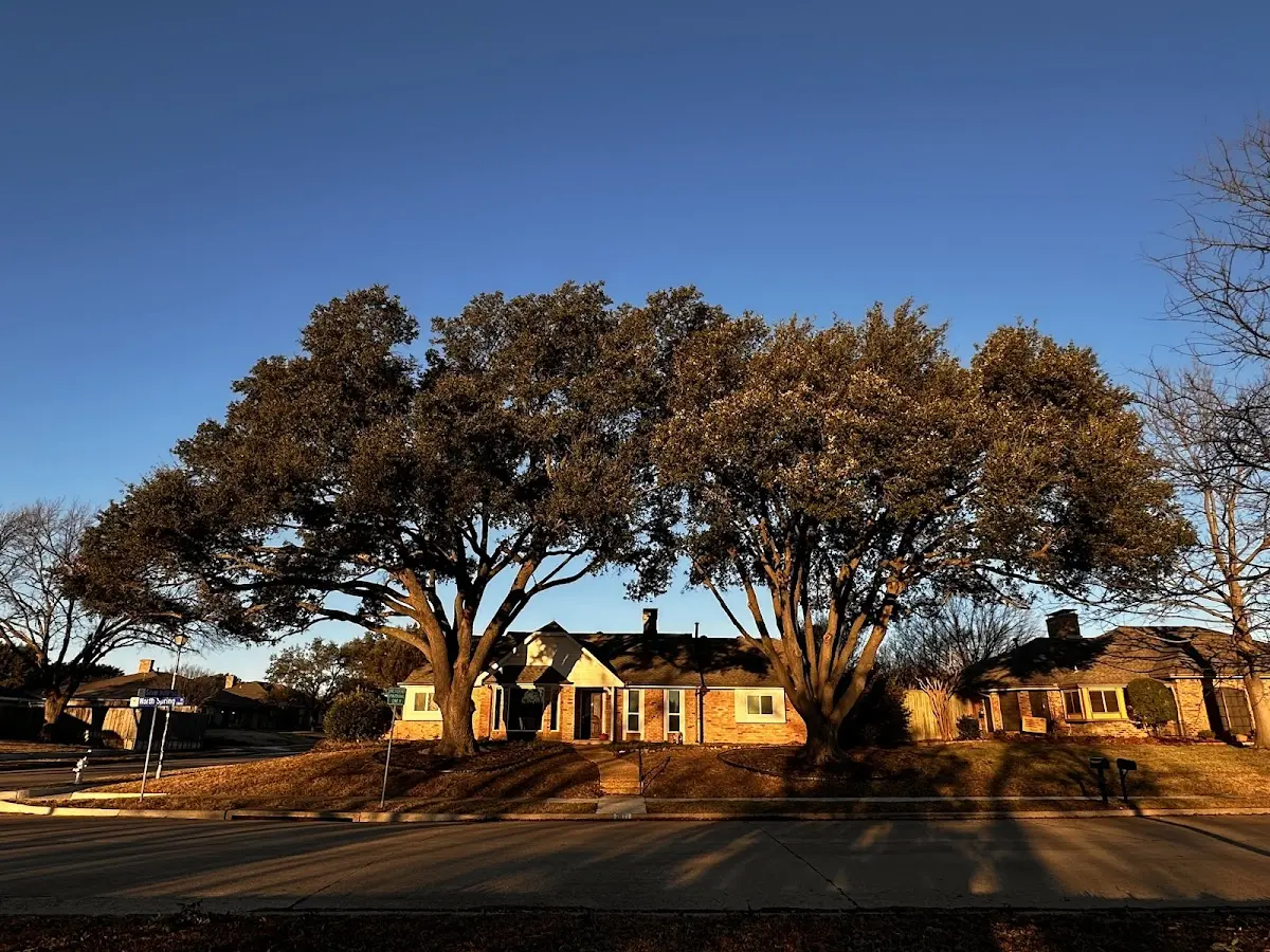 Established residential canopy tree shading a home in Woodston
